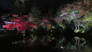 紅葉ライトアップに何とも言えない感動が！