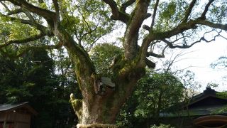 空海が手植えした１０００年越えの楠