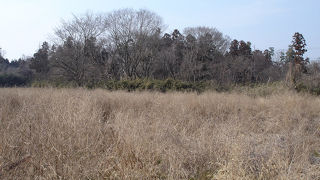 ベニマシコを見てきました。