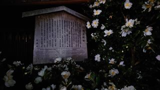 白椿か山茶花か？