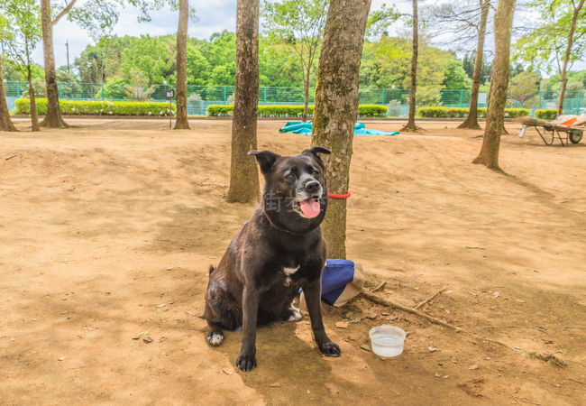 バーベキューまで楽しめる総合公園でした