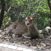 鹿や猿が目の前に