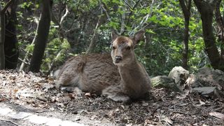 鹿や猿が目の前に