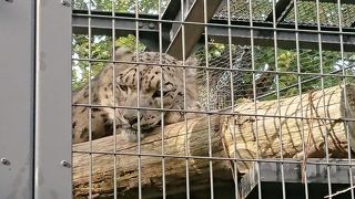 やっぱり楽しい