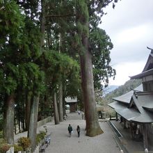 本堂境内から眺める杉の巨木の参道です