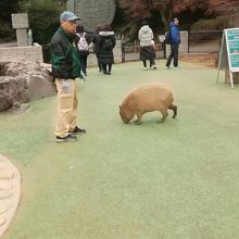 放し飼いのカピバラ