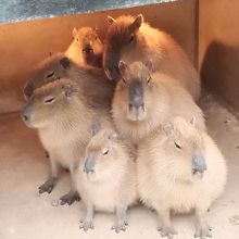 寒いのか囲いの中で暖をとるカピバラ