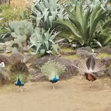 目の前で羽を広げるクジャク