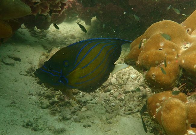 パヤ島でダイビング