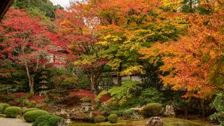 散り紅葉がきれい