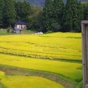 実ったうへ山の棚田