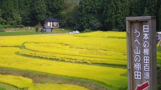 実ったうへ山の棚田