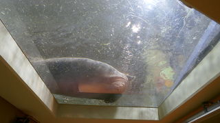 キリンのとなり