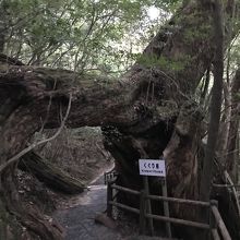 歩き始めてすぐに、くぐり栂。