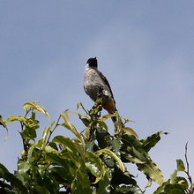 コシジロヒヨドリ