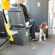 トラムの中にお利口さんな犬がいました