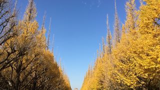 イチョウを見に行きました！