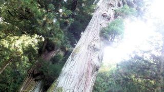 塩原：紅葉始めた7つ岩吊橋周辺も良し、少し離れた塩原八幡宮の逆杉も源氏ゆかりの地だ。