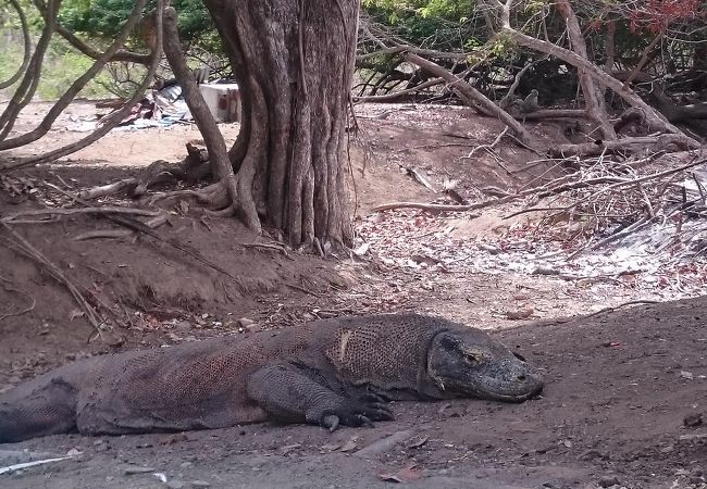 待望のコモドドラゴン