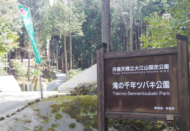 滝の千年ツバキ公園