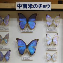 美しい有名なモルフォ蝶