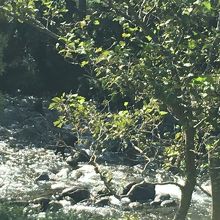 ヒグマに出会って驚きでした