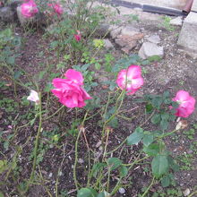 建物前の庭には、12月なのにまだ薔薇（？）が咲いていました。