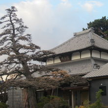 左のをイブキだと思っていましたが、正確には本堂裏の右のやつ！