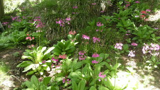 6月初旬、クリンソウが満開