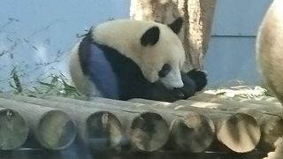 シャンシャン行列