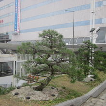 松の植樹にも要注目ですね！