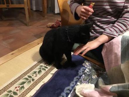 猫ちゃんおもてなしの宿 オーベルゼ レ ボーの宿泊予約なら フォートラベル の格安料金比較 湯布院 由布院温泉 猫ちゃんおもてなしの宿 オーベルゼ レ ボーの宿泊予約なら フォートラベル の格安料金比較 湯布院 由布院温泉