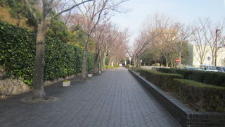 実は見逃してはならない、戦火に耐えたプラタナスの木