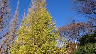 ここも東京の風物詩