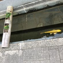 通りのそばの水路で泳ぐ鯉