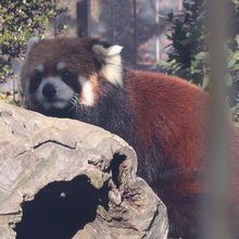 レッサーパンダ