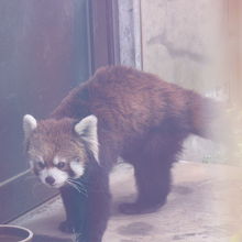 レッサーパンダ