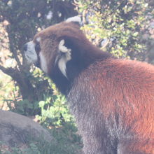 レッサーパンダ