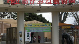 レッサーパンダを見てきました。