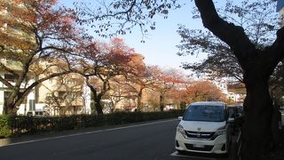 桜の季節でなくても、散策している人が結構居ました。