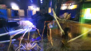 狭いけど、変わった魚ばかりで面白い