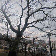 本堂脇にある桜の木の様子