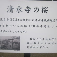 桜の解説はこちらで。