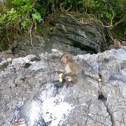 お猿さんの島！そして珍しい粘土？の浜