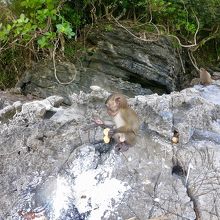 可愛いお猿さん