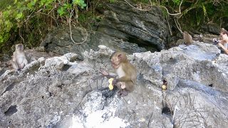 お猿さんの島！そして珍しい粘土？の浜