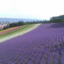 一面のラベンダー