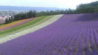 ７月、満開のラベンダー畑