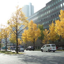 イチョウ並木の黄葉