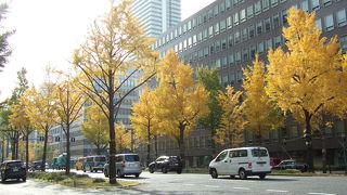 （再訪）イチョウ並木の黄葉